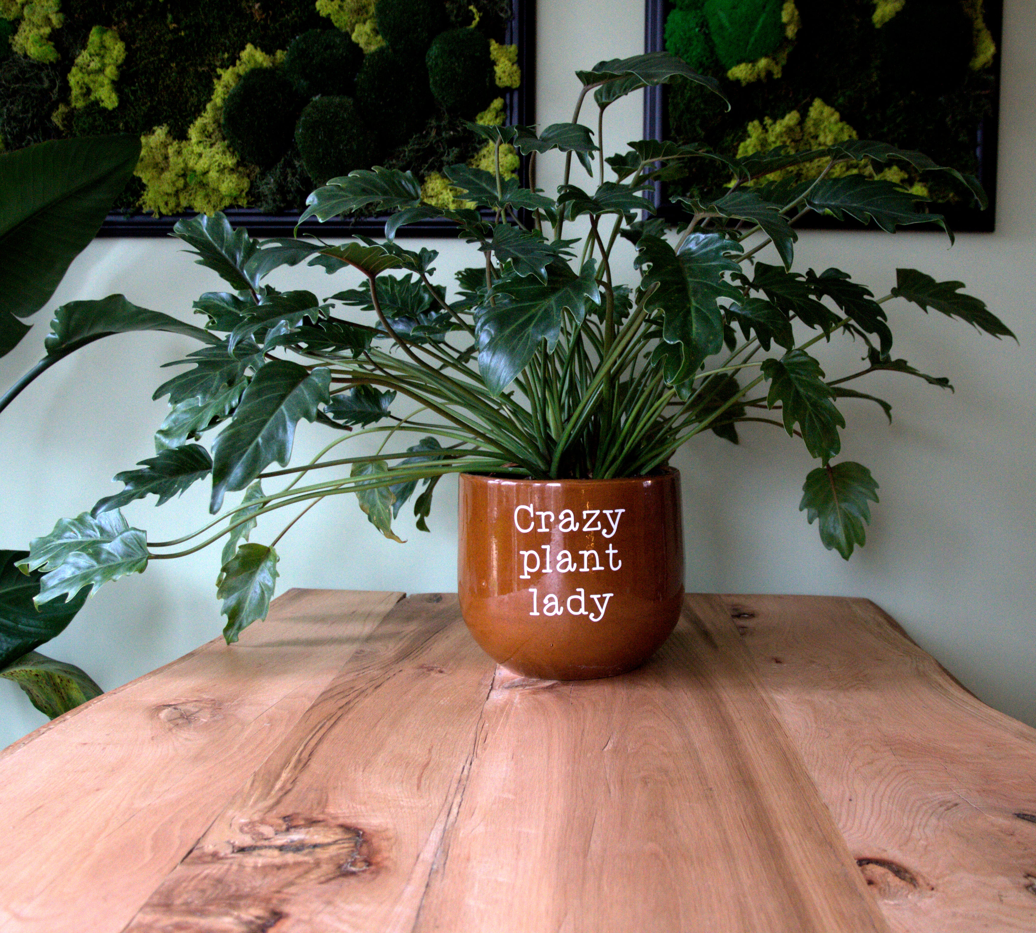 Pot sticker 'Crazy Plant Lady'