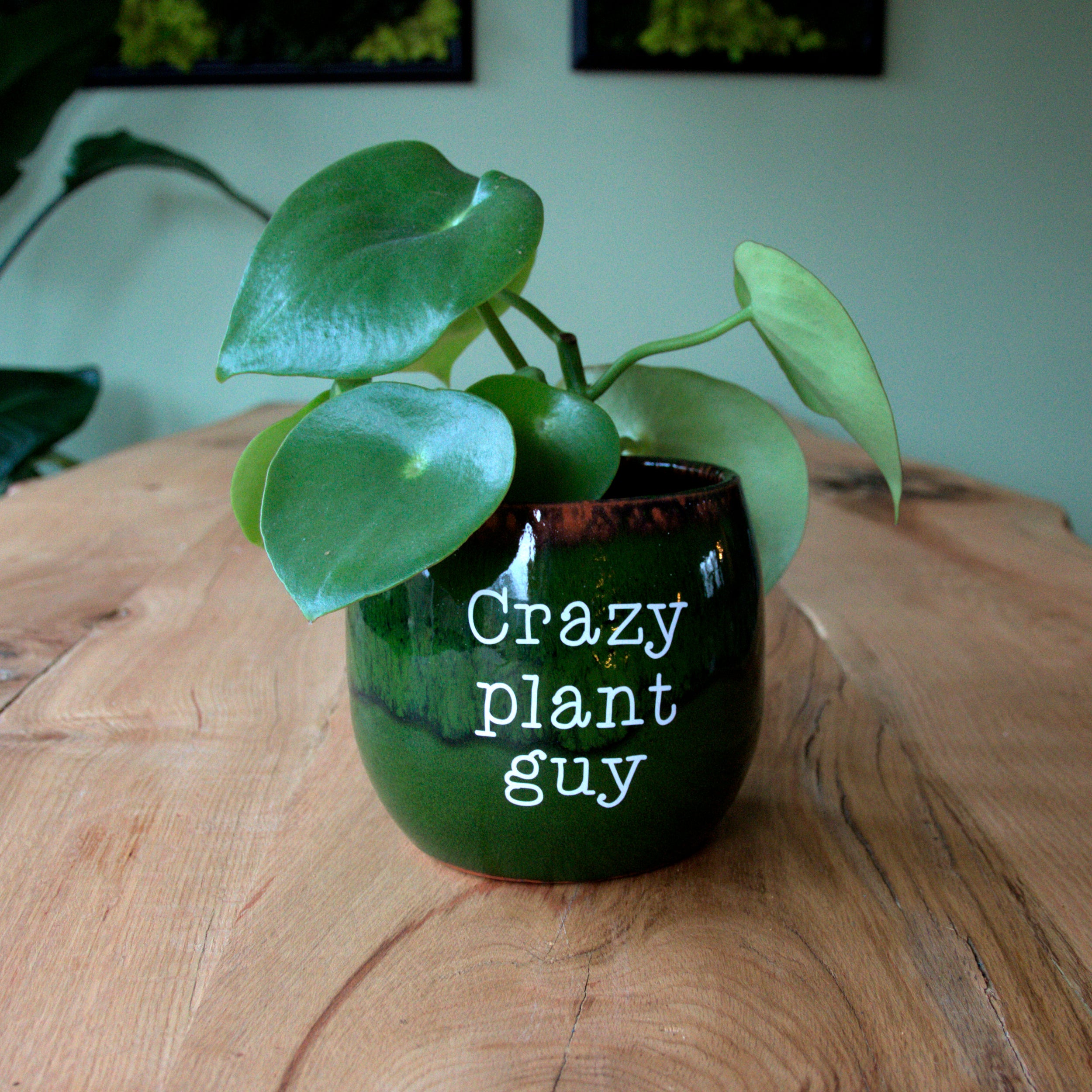 Pot sticker 'Crazy Plant Guy'