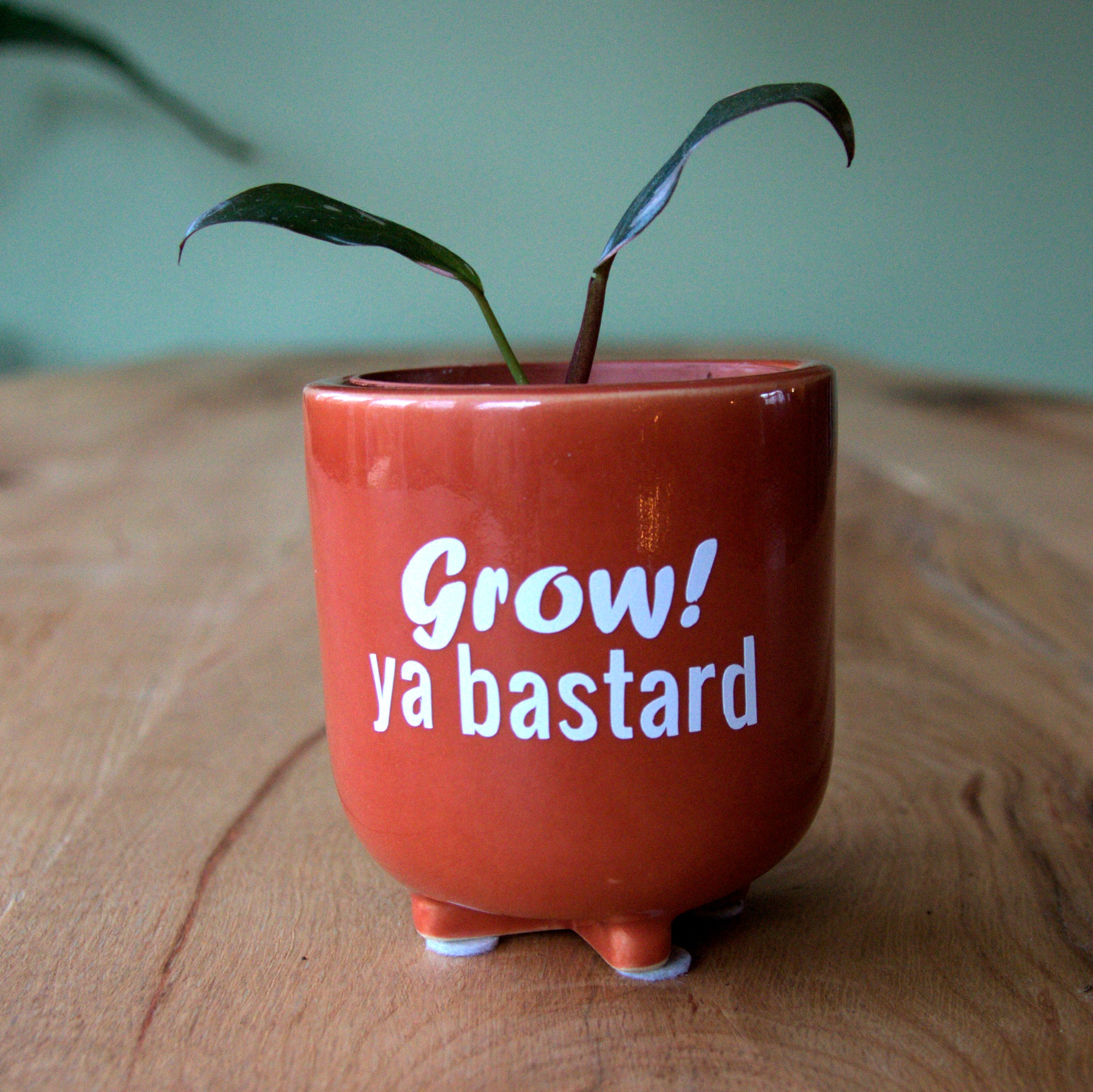 Potsticker 'Grow, ya bastard!'