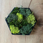 Hexamos - Modulaire Mos Wandtegels