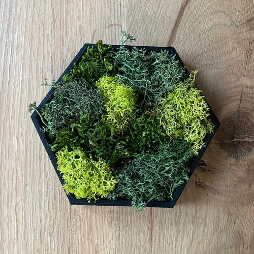 Hexamos - Modulaire Mos Wandtegels