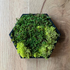 Hexamos - Modulaire Mos Wandtegels
