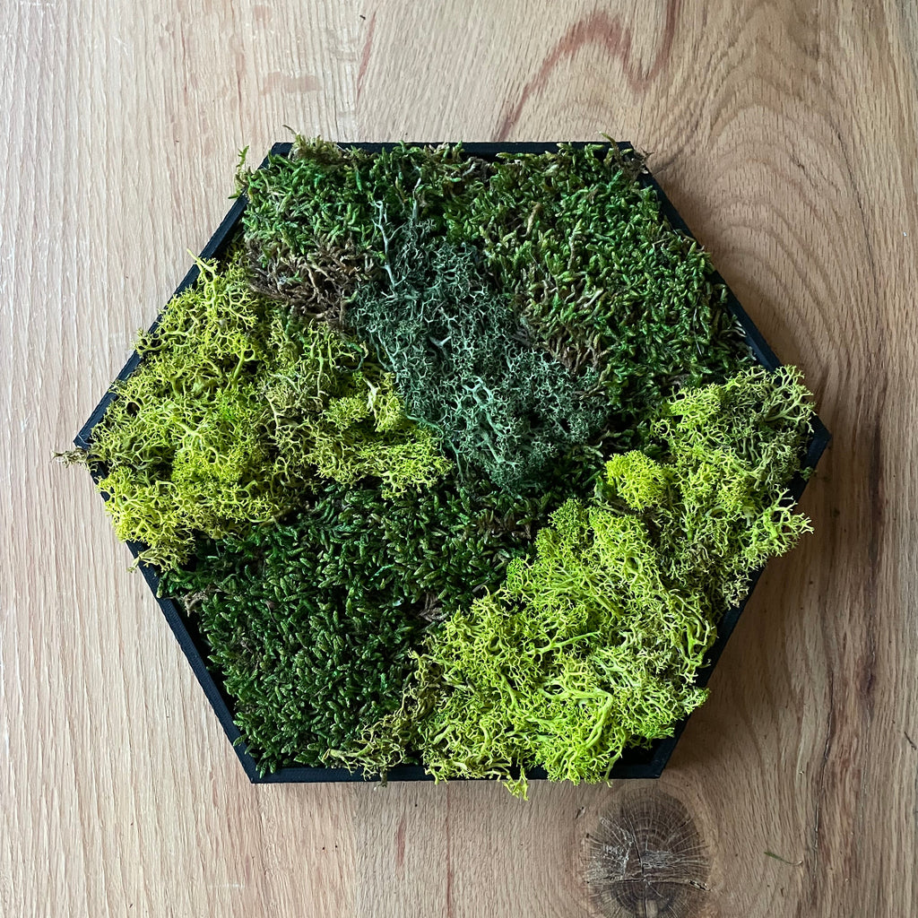 Hexamos - Modulaire Mos Wandtegels