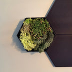 HexaArt - Modulair Magnetisch Wand Systeem