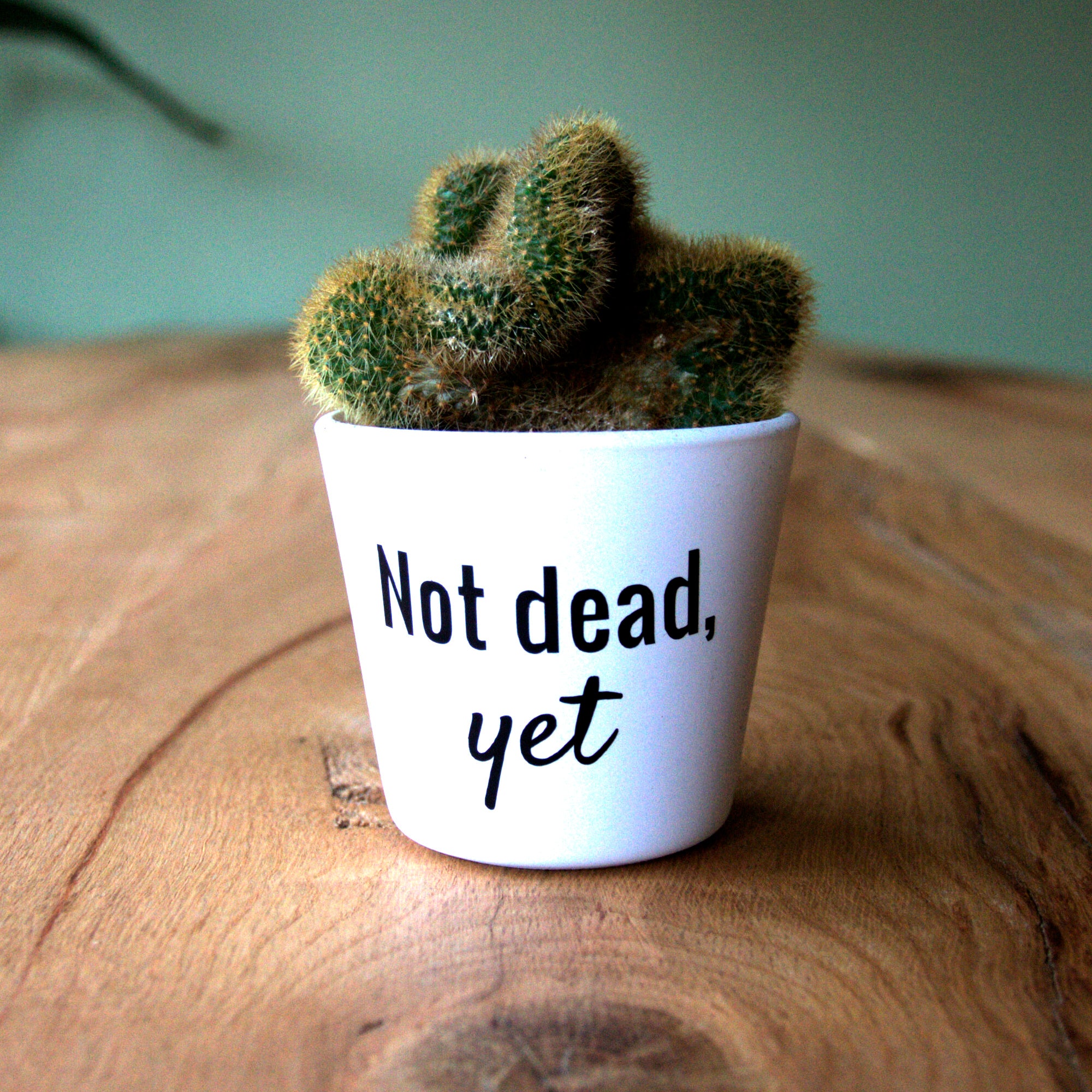 Pot sticker 'Not dead, yet'